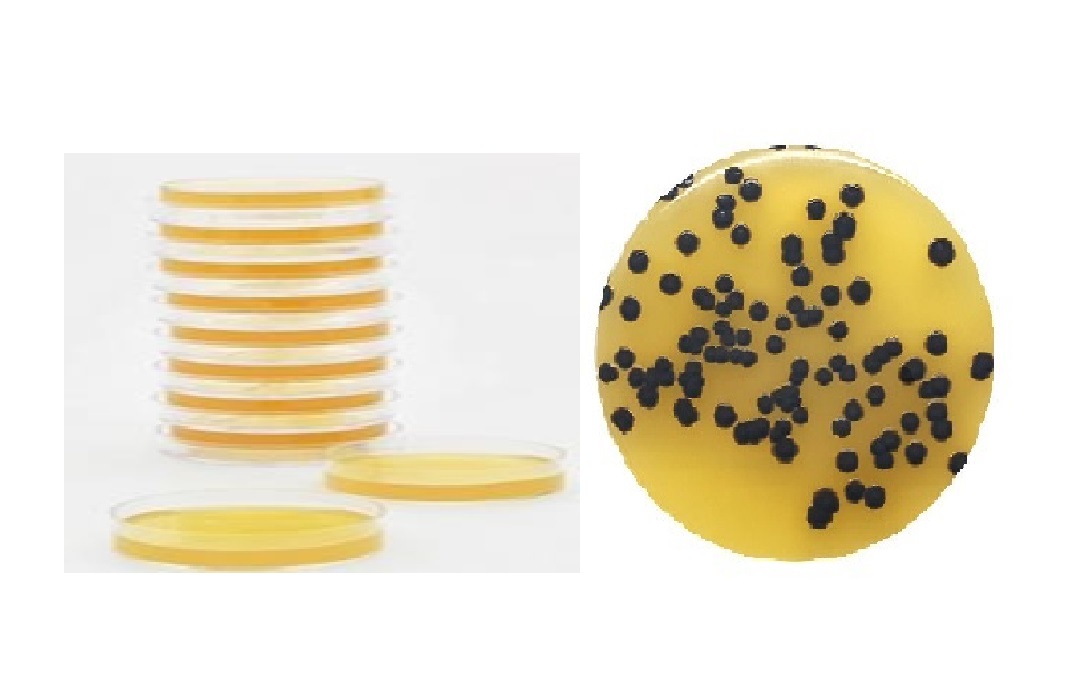 Baird-Parker Agar. Placa de contato RODAC ™. 